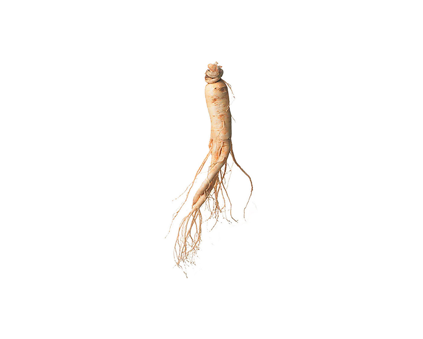 Red Ginseng