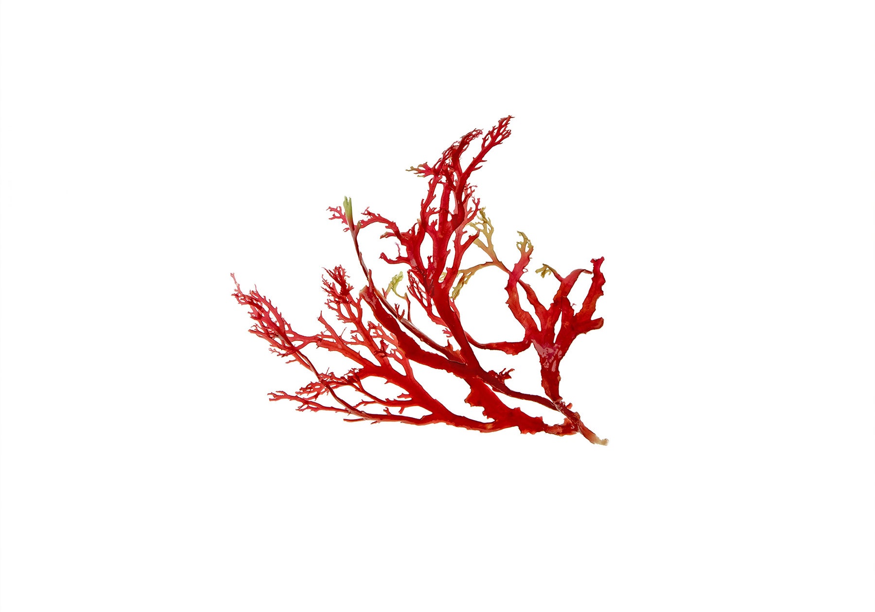 Red Algae