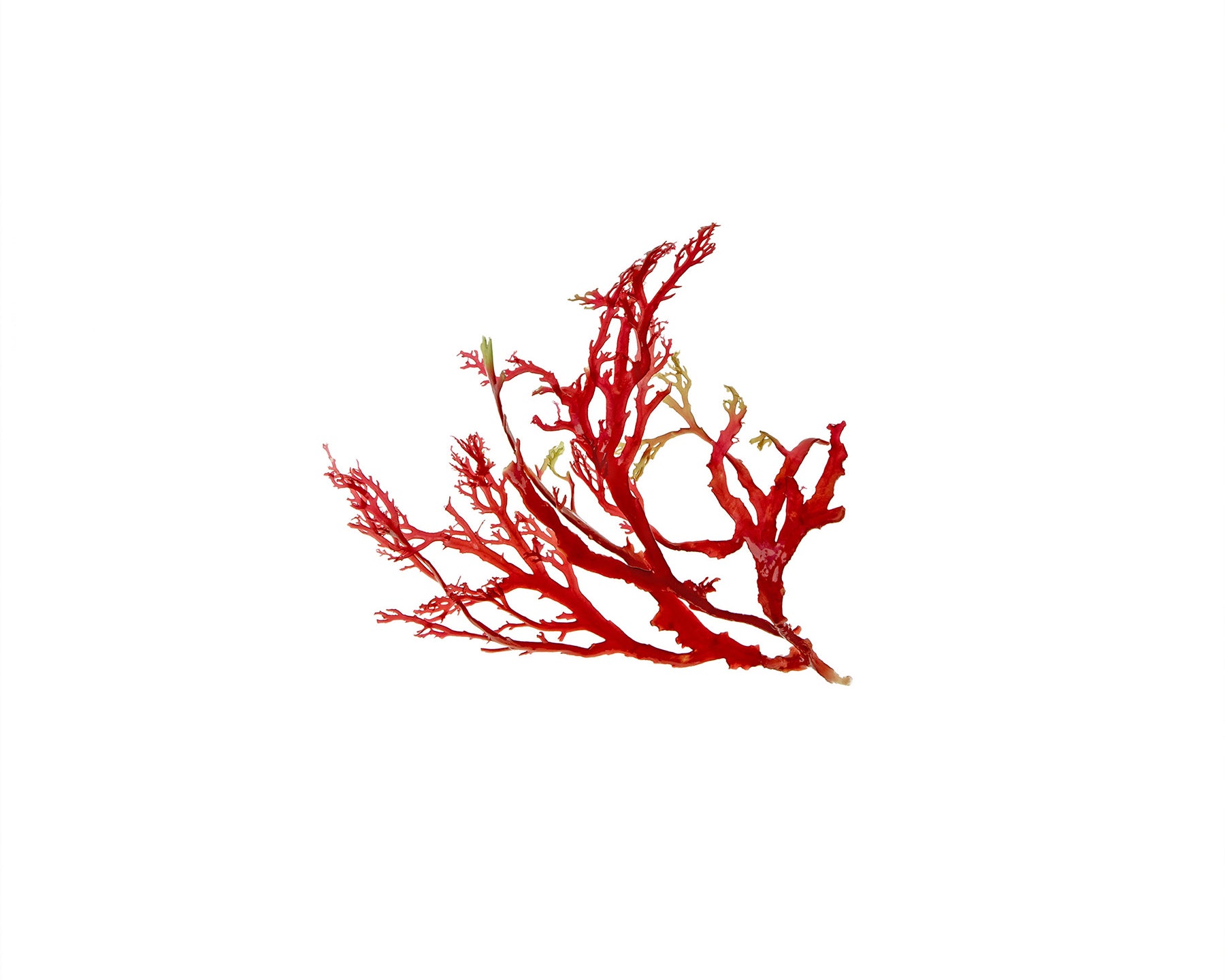 Red Algae